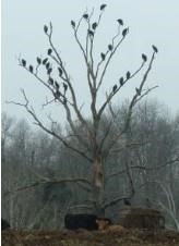 Black Vultures keeping a close eye on cattle